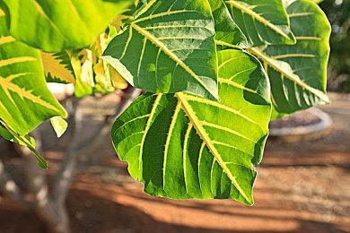 传闻：《GTA6》首发仅会登陆当前世代主机